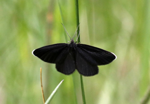 Ramoneur (Le), Tanagre du Cerfeuil (Le) © Cyril Coursier - Parc national des Ecrins