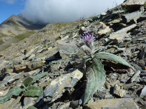 Saussurée basse © Cyril Coursier - Parc national des Ecrins