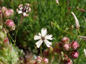 Silène saxifrage © Marie-Geneviève Nicolas - Parc national des Ecrins