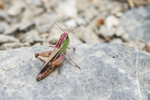Sténobothre alpin © Mireille Coulon - Parc national des Ecrins