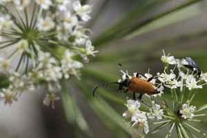 Stictoleptura hybrida (Rey, 1885) © Marc Corail - Parc National des Ecrins