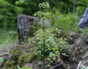 Trochiscanthe nodiflore © Bernard Nicollet - Parc national des Ecrins