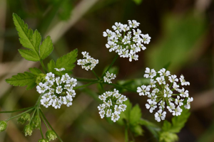 Chérophylle penché, Couquet © Bernard Nicollet - Parc national des Ecrins