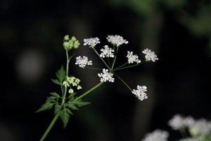 Cerfeuil des bois, Persil des bois © Christophe Albert - Parc national des Ecrins