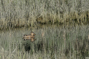 Canard souchet © Mireille Coulon - Parc national des Ecrins