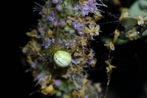 Enoplognatha ovata © Marc Corail - Parc National des Ecrins