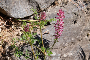 Fumeterre officinale, Herbe à la veuve © Emmanuel Icardo - Parc national des Ecrins