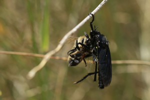 Dasypogon diadema © Marc Corail - Parc National des Ecrins