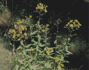 Épervière à feuilles de prénanthes, Épervière faux Prénanthe © Bernard Nicollet - Parc national des Ecrins