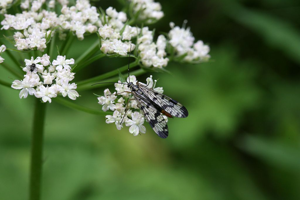 Mouche scorpion, Panorpe commune © Bernard Nicollet - Parc national des Ecrins