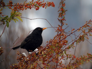 Merle noir, mâle adulte © Damien Combrisson - Parc national des Ecrins