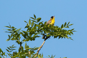 Bruant mélanocéphale © Pascal Saulay - Parc national des Ecrins