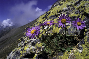 Aster des Alpes © Denis Fiat - Parc national des Ecrins