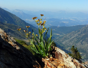 Buplèvre étoilé © Bernard Nicollet - Parc national des Ecrins
