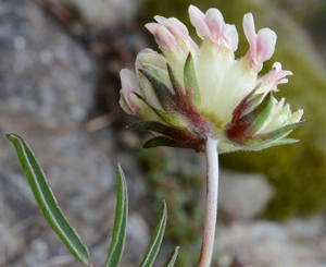 Anthyllis vulneraria subsp. vulneraria © Bernard Nicollet - Parc national des Ecrins