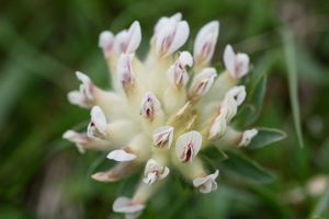 Anthyllide alpestre © Mireille Coulon - Parc national des Ecrins