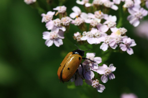 Clytra  quadripunctata © Damien Combrisson - Parc national des Ecrins