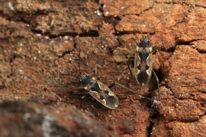 Rhyparochromus pini © Marc Corail - Parc National des Ecrins