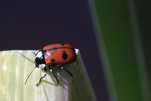 Cryptocephalus octopunctatus © Marc Corail - Parc National des Ecrins