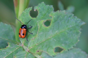 Cryptocephalus bipunctatus © Marc Corail - Parc National des Ecrins