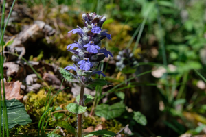 Bugle rampante, Consyre moyenne © Emmanuel Icardo - Parc national des Ecrins