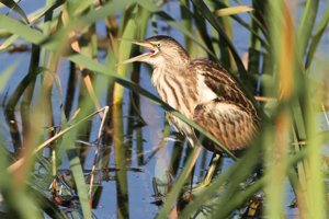 Butor blongios, Blongios nain © Pascal Saulay - Parc national des Ecrins