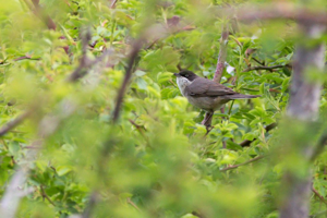 Fauvette orphée © Pascal Saulay - Parc national des Ecrins