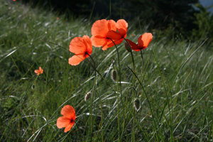 Pavot douteux © Marie-Geneviève Nicolas - Parc national des Ecrins