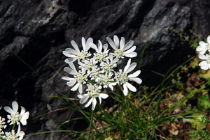 Caucalis à grandes fleurs © Bernard Nicollet - Parc national des Ecrins