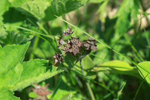 Buplèvre à feuilles allongées © Cédric Dentant - Parc national des Ecrins