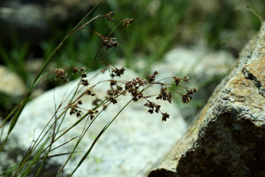 Luzule marron, Luzule rouge-brun © Cédric Dentant - Parc national des Ecrins