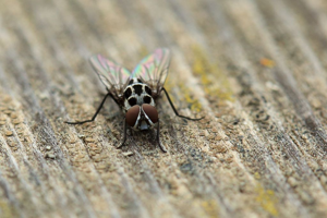 Anthomyia pluvialis © Marc Corail - Parc National des Ecrins