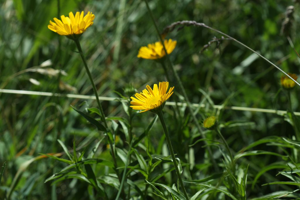 Buphtalme oeil-de-boeuf, Oeil-de-boeuf © Cédric Dentant - Parc national des Ecrins