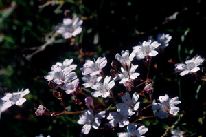 Gypsophile rampante © Robert Chevalier - Parc national des Ecrins