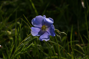 Lin des Alpes © Marie-Geneviève Nicolas - Parc national des Ecrins