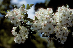 Aubépine à un style, Épine noire, Bois de mai © Bernard Nicollet - Parc national des Ecrins