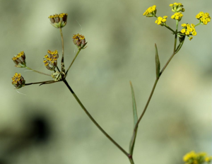 Buplèvre en faux, Percefeuille © Cédric Dentant - Parc national des Ecrins