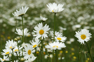 Marguerite commune, Leucanthème commun © Ludovic Imberdis - Parc national des Ecrins