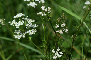 Cumin des prés, Anis des Vosges © Cédric Dentant - Parc national des Ecrins
