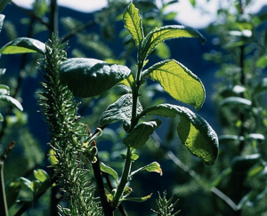 Saule marsault, Saule des chèvres - fleurs femelles © Bernard Nicollet - Parc national des Ecrins