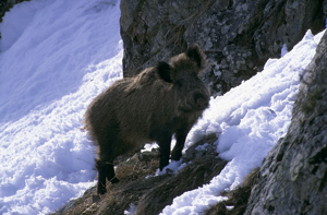 Sanglier © Marc Corail - Parc national des Ecrins
