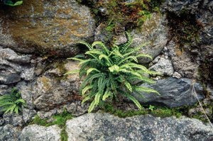 Capillaire des murailles, Fausse capillaire, Capillaire rouge, Asplénie © Cyril Coursier - Parc national des Ecrins