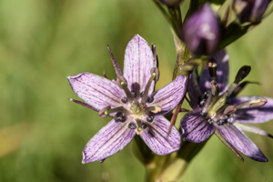 Swertie pérenne, Swertie vivace © Mireille Coulon - Parc national des Ecrins