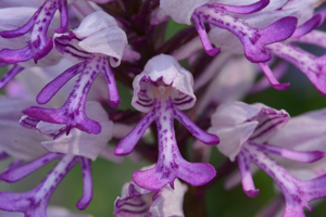 Orchis militaire, Casque militaire, Orchis casqué © Bernard Nicollet - Parc national des Ecrins