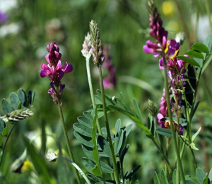 Sainfoin, Esparcette, Sainfoin à feuilles de Vesce © Cédric Dentant - Parc national des Ecrins
