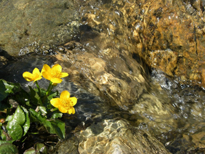 Populage des marais, Sarbouillotte © Thierry Maillet - Parc national des Ecrins