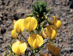Bugrane jaune, Bugrane fétide © Bernard Nicollet - Parc national des Ecrins