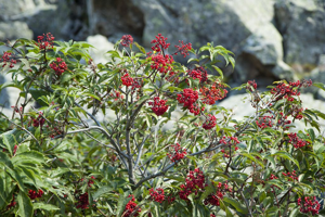Sureau à grappes, Sureau de montagne © Cédric Dentant - Parc national des Ecrins