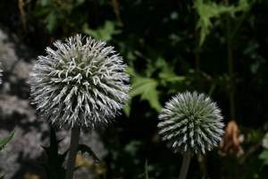 Échinops à tête ronde, Boulette à grosse tête © Marie-Geneviève Nicolas - Parc national des Ecrins