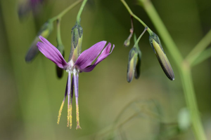 Prénanthe pourpre, Prénanthès © Dominique Vincent - Parc national des Ecrins